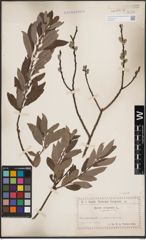 Foto von Salix cinerea L.